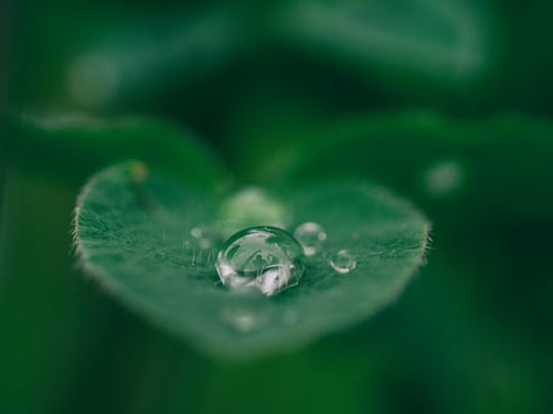 green leaf with drop